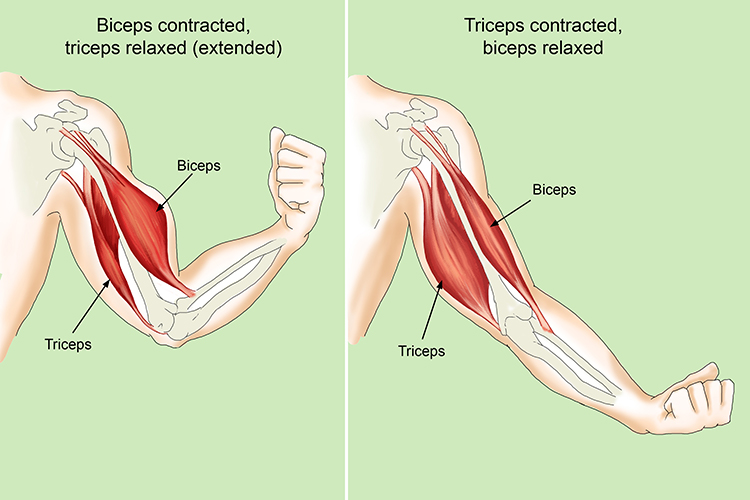 Telling your biceps to move in order to move your arm is a typical function of the somatic nervous system